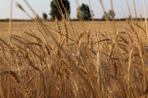 Kazachstan: Umiarkowany wzrost produkcji zboża