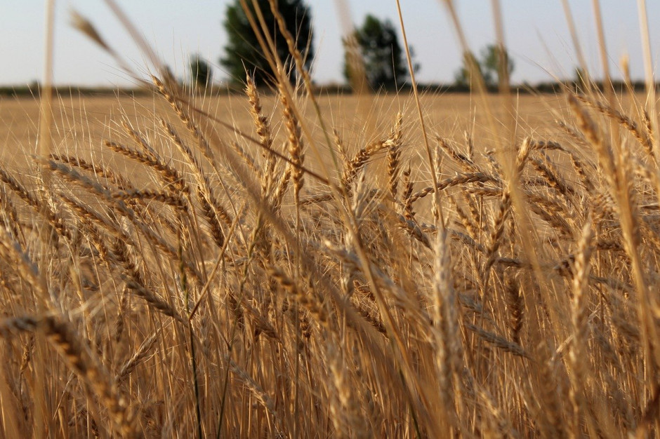 W Kazachstanie powierzchnia uprawy pszenicy została tylko nieznacznie zmniejszona; Fot.pixabay.com