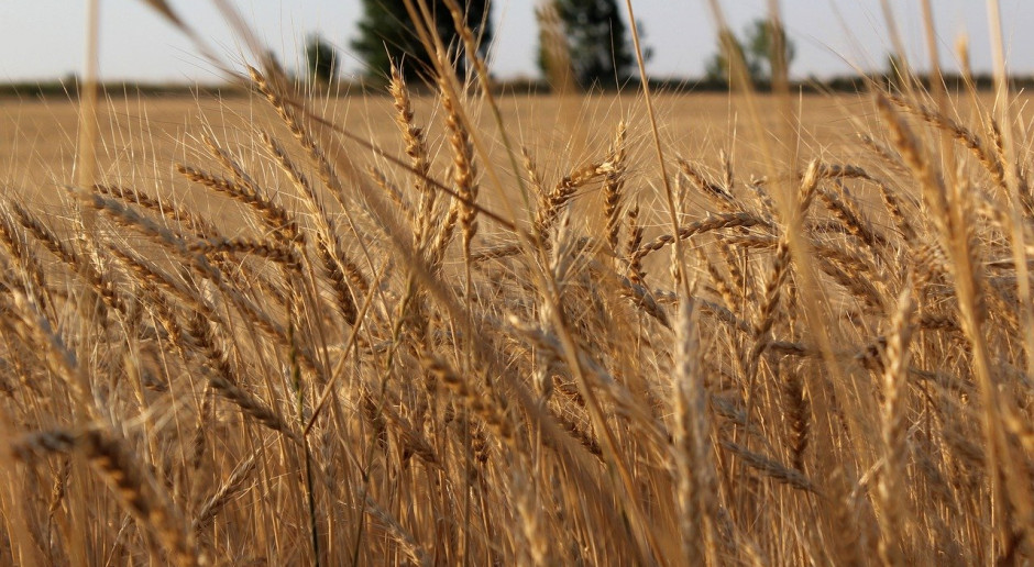 W Kazachstanie powierzchnia uprawy pszenicy została tylko nieznacznie zmniejszona; Fot.pixabay.com Kazachstan: Umiarkowany wzrost produkcji zboża