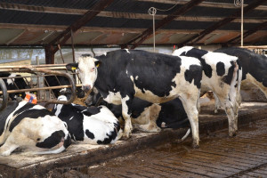 Nowa Zelandia: Hodowcy bydła mlecznego zachęcają do pomocy