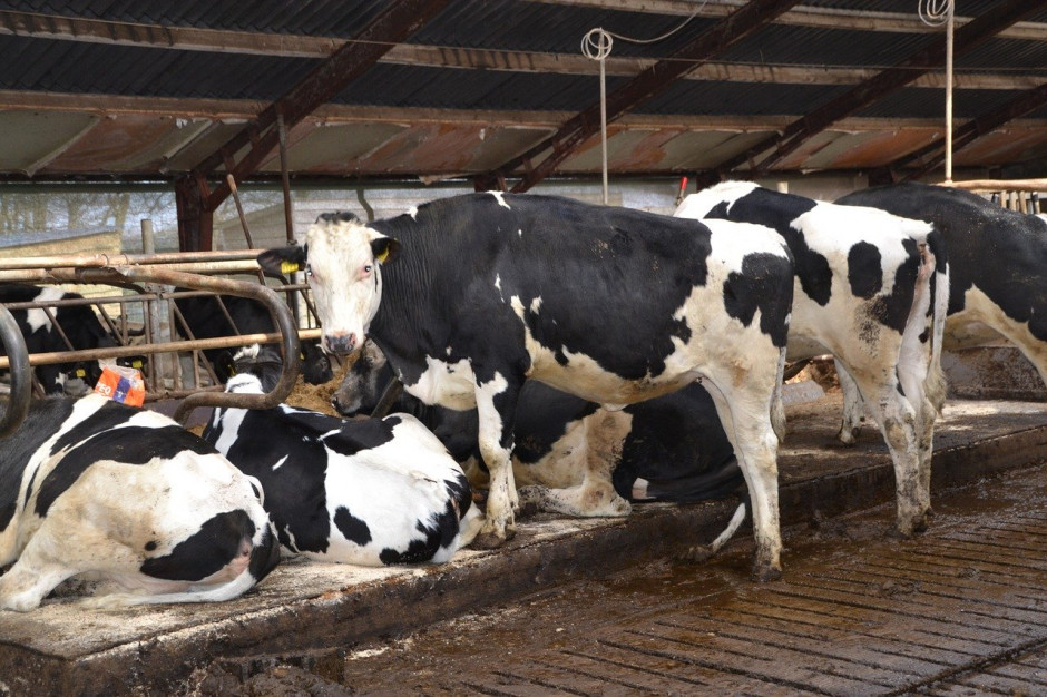 Nowa Zelandia: Hodowcy bydła mlecznego chcą zatrudniać bezrobotnych;Fot.pixabay.com
