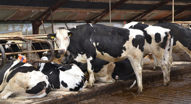 Nowa Zelandia: Hodowcy bydła mlecznego zachęcają do pomocy