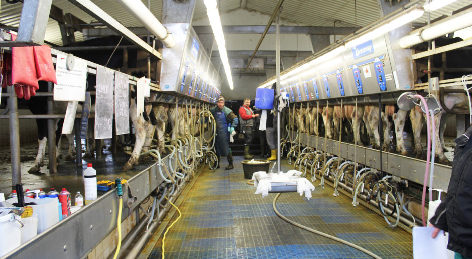 Rutyna doju podstawą profilaktyki mastitis