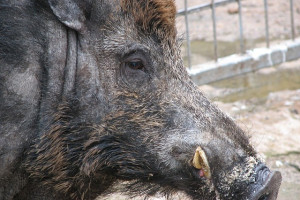 NIK: Dzikie zwierzę w mieście – zagrożenie, ale i potrzeba ochrony