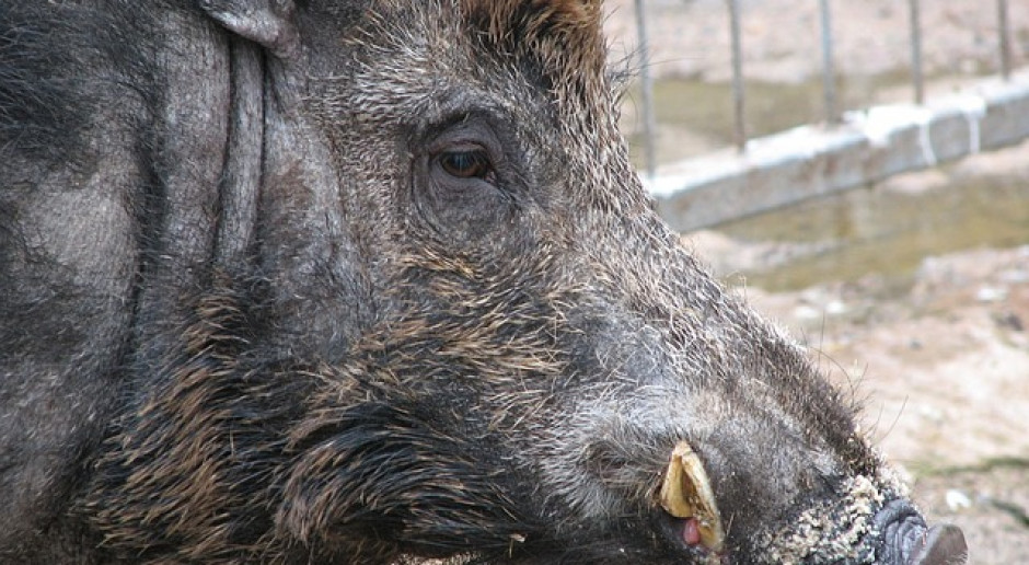 fot. PublicDomainPictures z Pixabay NIK: Dzikie zwierzę w mieście – zagrożenie, ale i potrzeba ochrony
