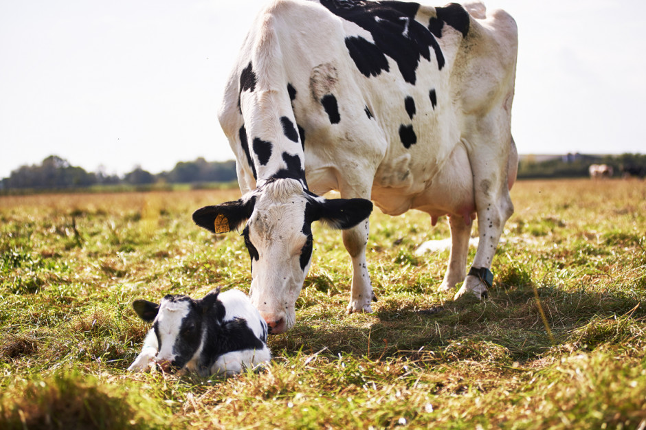 Niewielkie zmiany w zarządzaniu krowami w tym okresie mogą przełożyć się na wzrost pobrania paszy, zmniejszenie ryzyka wielu schorzeń, a w konsekwencji poprawę długowieczności krów