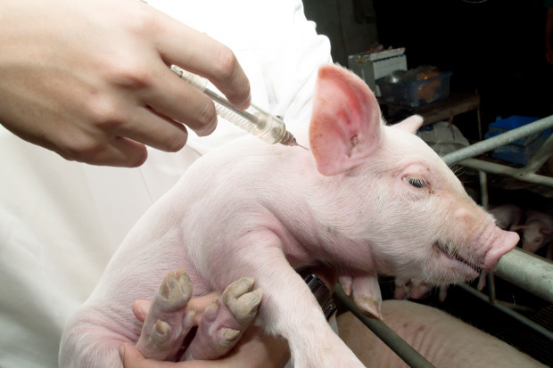 Jak produkować wieprzowinę bez antybiotyków?