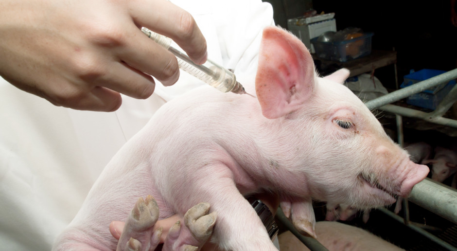 Jak udowadnia przykład ferm, które już dziś z powodzeniem produkują żywiec wieprzowy przy znacznym ograniczeniu stosowania antybiotyków, chów bez użycia tego rodzaju leków jest możliwy Jak produkować wieprzowinę bez antybiotyków?
