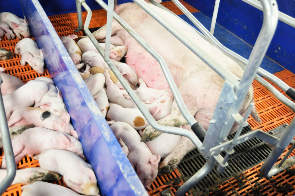 Najbardziej newralgiczną grupą w stadzie świń pod względem warunków termicznych pozostają lochy przebywające w porodówce