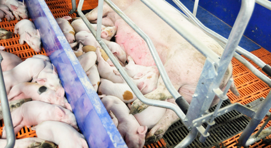 Najbardziej newralgiczną grupą w stadzie świń pod względem warunków termicznych pozostają lochy przebywające w porodówce Wsparcie żywieniowe loch w trakcie upałów