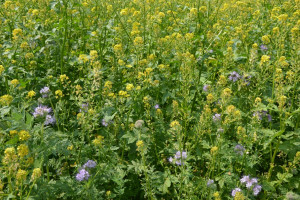 Mieszanki roślin miododajnych – pomoc dla zapylaczy