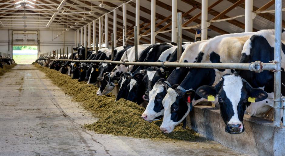 Mleczarnia Fonterra opracowała profil emisji i raport ryzyka azotanów dla każdego ze spółdzielczych producentów mleka; Fot Shutterstock Fonterra Dairy tworzy profile emisji dla każdego producenta mleka