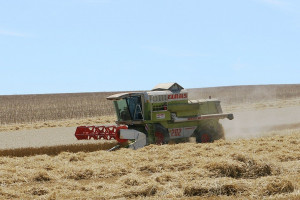 Rosja: Ministerstwo rolnictwa obniża prognozę produkcji zbóż