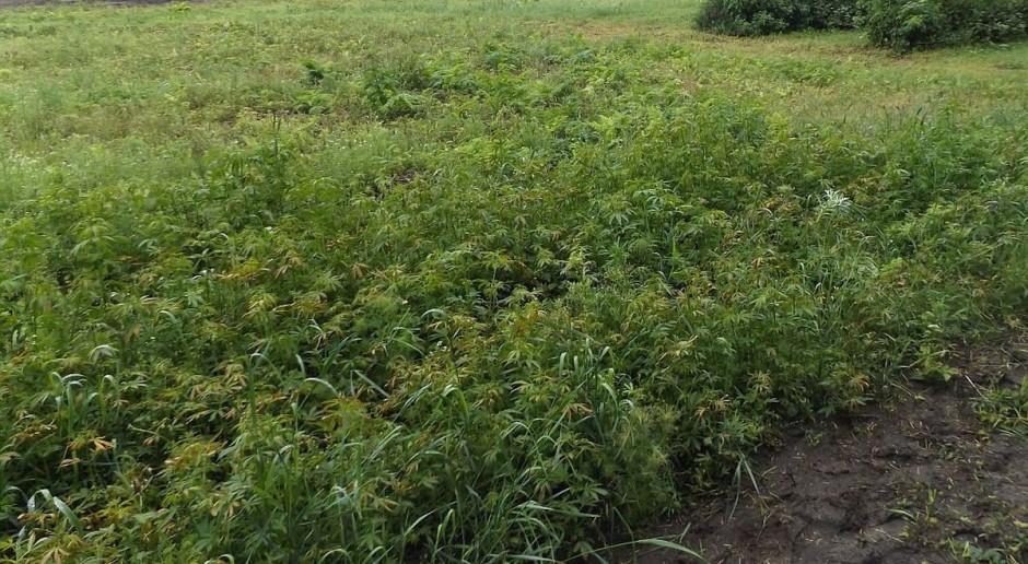 Policja udaremniła nielegalna uprawę konopii indyjskich w lesie pod Zawierciem, Foto ilustracyjne: Policja Plantator wpadł, bo pielił swoją uprawę nielegalnych konopi