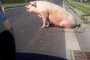 Uwaga, świnia na drodze!