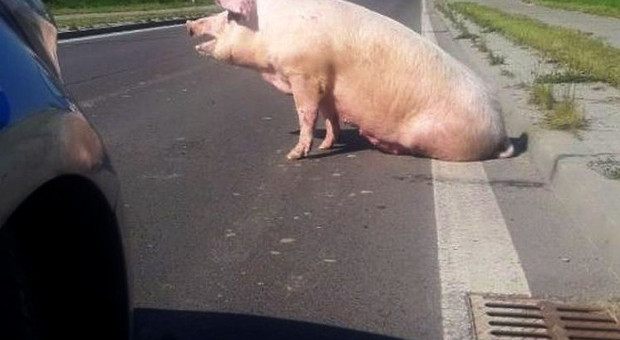 Uwaga, świnia na drodze!