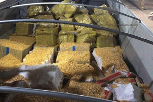 Zamiast kukurydzy w naczepie tira była marihuana