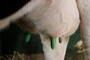 Predipping i dipping w profilaktyce mastitis
