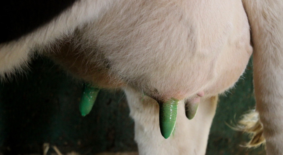 Dbałość o higienę wymienia pozwala ograniczyć częstotliwość występowania przypadków mastitis, fot. Ł.Ch. Predipping i dipping w profilaktyce mastitis