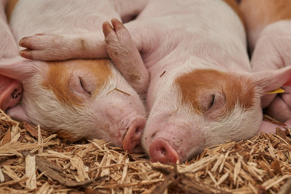 Liczba świń na Białorusi  1 maja 2020 r. wyniosła 2,6 miliona sztuk, co stanowiło o 4,2 proc. więcej w porównaniu do 1 maja 2019 r.; Fot.pixabay