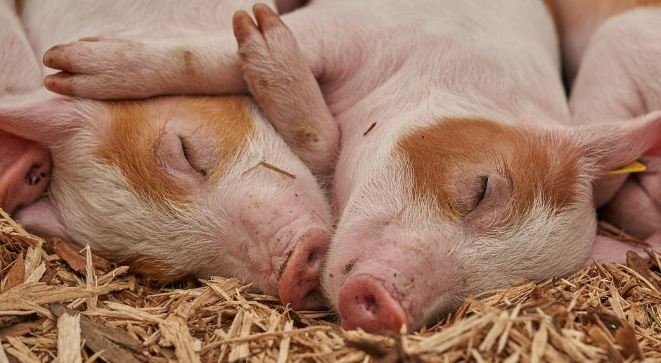 Liczba świń na Białorusi 1 maja 2020 r. wyniosła 2,6 miliona sztuk, co stanowiło o 4,2 proc. więcej w porównaniu do 1 maja 2019 r.; Fot.pixabay Produkcja rolna na Białorusi od stycznia do kwietnia br. wzrosła o 5,2 proc.