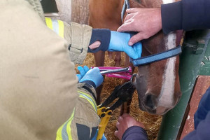 Strażacy z chirurgiczną precyzją ratowali konia