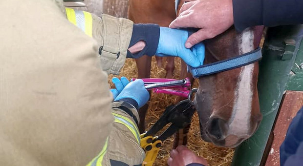 Strażacy z chirurgiczną precyzją ratowali konia