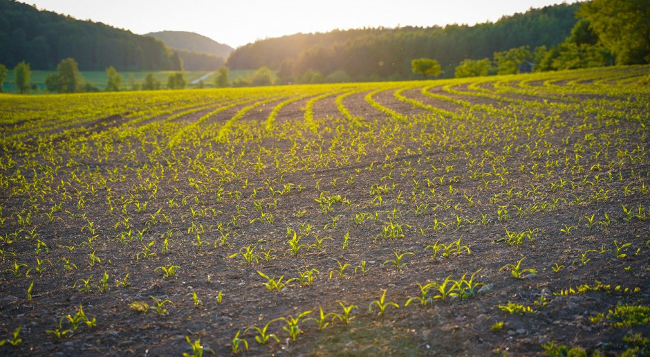 Według USDA, światowe zbiory rzepaku w sezonie 2020/2021 wyniosą 70,79 miliona ton; Fot.pixabay.com Import rzepaku do UE może osiągnąć rekordowy poziom