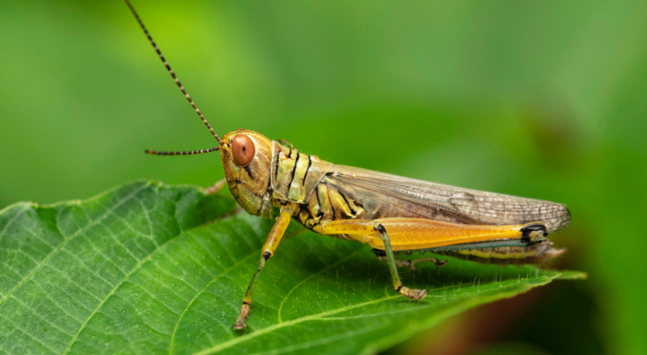 Największa plaga szarańczy od 30 lat w Indiach