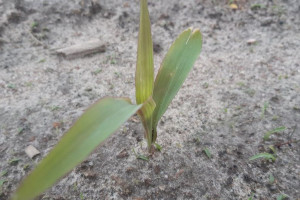 Zimno opóźnia rozwój kukurydzy