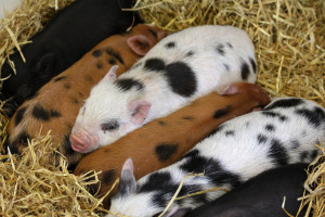 Lubuskie bioasekuracyjnie wybija zdrowe świnie