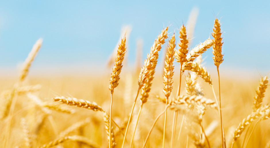 Fot. Shutterstock Mieszane notowania zbóż na światowych giełdach
