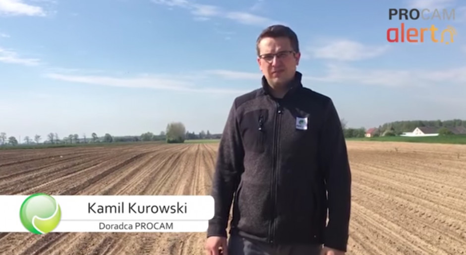 Zaczynają się wschody kukurydzy, co zatem należy zrobić, aby osiągnąć jak najlepszy plon?