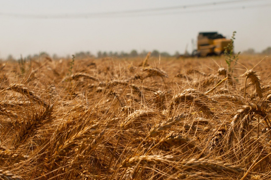 IGC: Prognoza światowych zbiorów pszenicy w sezonie 2020/2021 wynosi 766 mln ton; Fot.pixabay.com