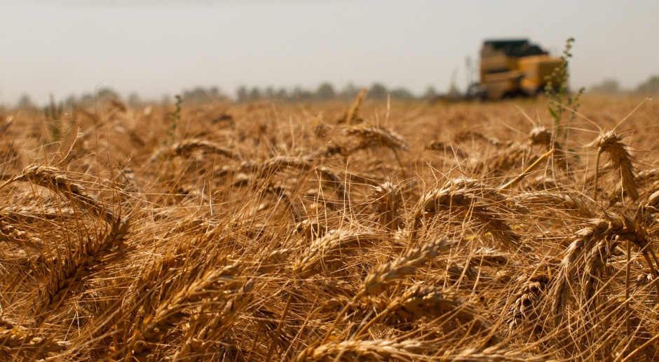 IGC: Prognoza światowych zbiorów pszenicy w sezonie 2020/2021 wynosi 766 mln ton; Fot.pixabay.com IGC: Prognoza większej światowej produkcji zbóż w kończącym się i nowym sezonie