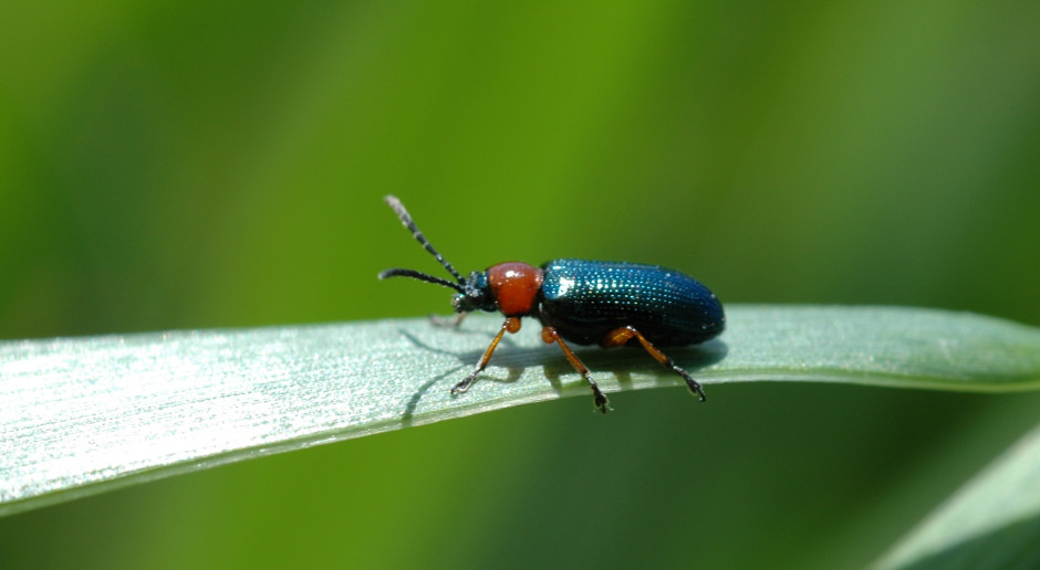 fot. Corteva Agriscience Feromonowe insektycydy z Cortevy