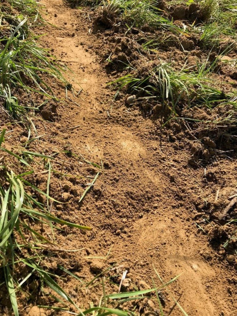 Redlica TerraCut zapewnia pełne podcięcie i niskie mieszanie resztek z glebą.