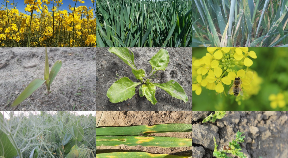 Fot. A.Kobus Farmer.pl na Dniach Pola On-Line