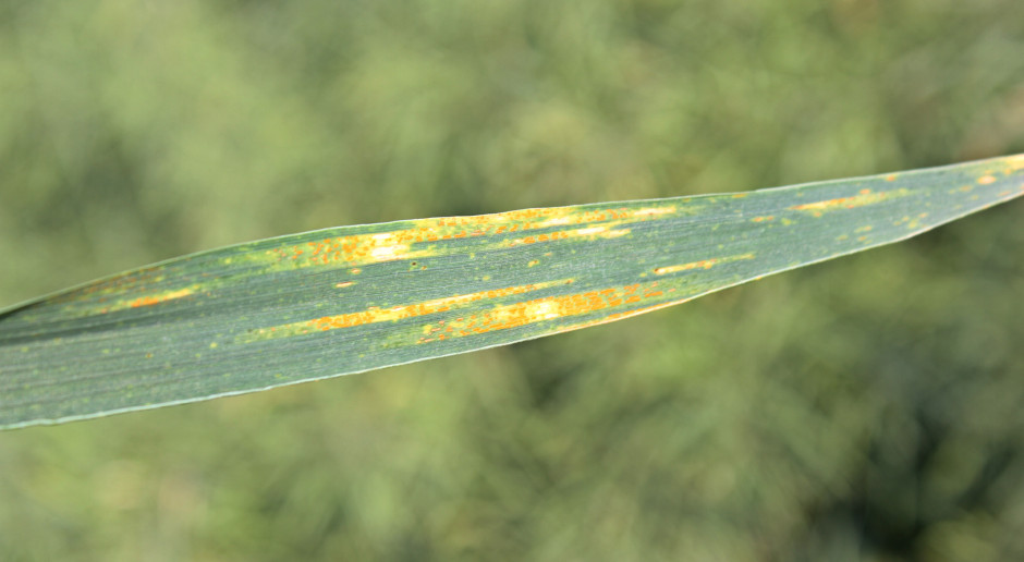 Objawy rdzy żółtej (Puccinia striiformis); Fot. A. Kobus Są objawy rdzy żółtej w pszenicy i pszenżycie
