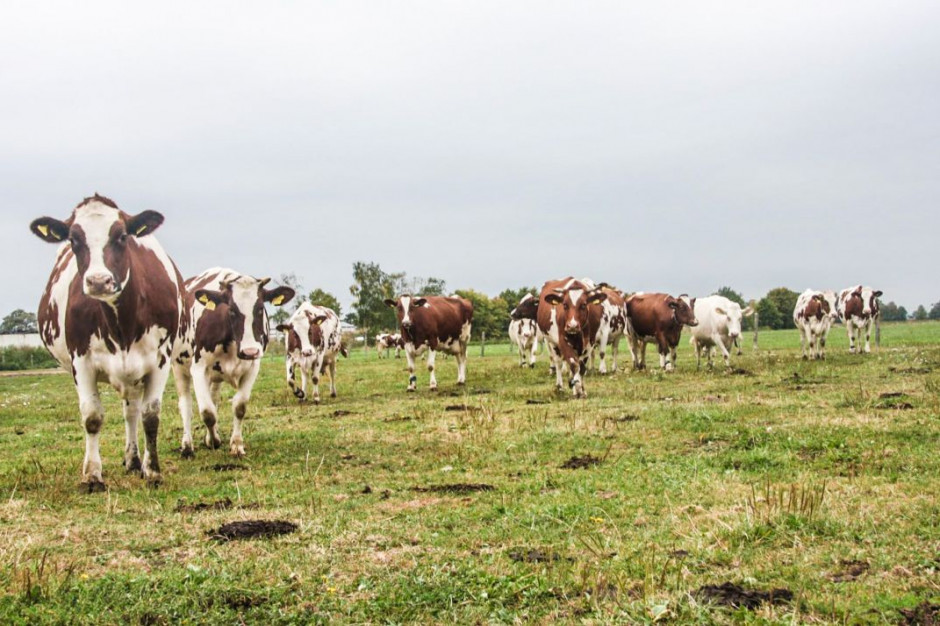 OHZ Głogówek słynie z hodowli zarowej bydła i trzody, Foto: OHZ Głogówek