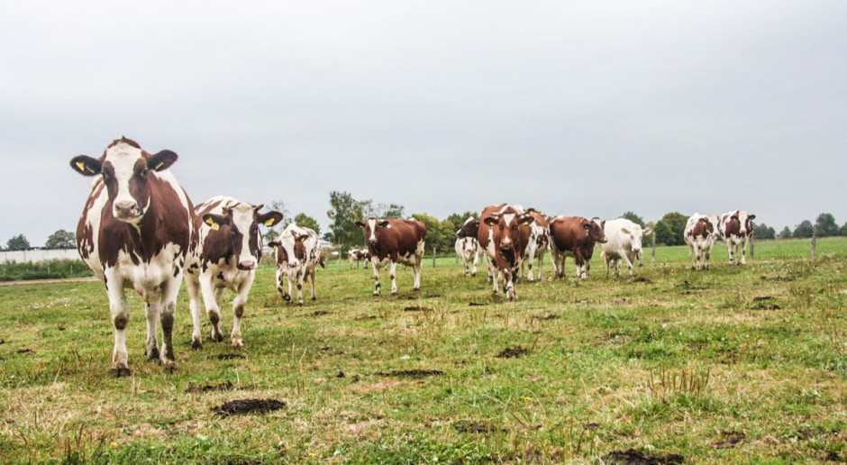 OHZ Głogówek słynie z hodowli zarowej bydła i trzody, Foto: OHZ Głogówek Władze gminy przeciwne włączaniu OHZ Głogówek do Stadniny Koni w Prudniku
