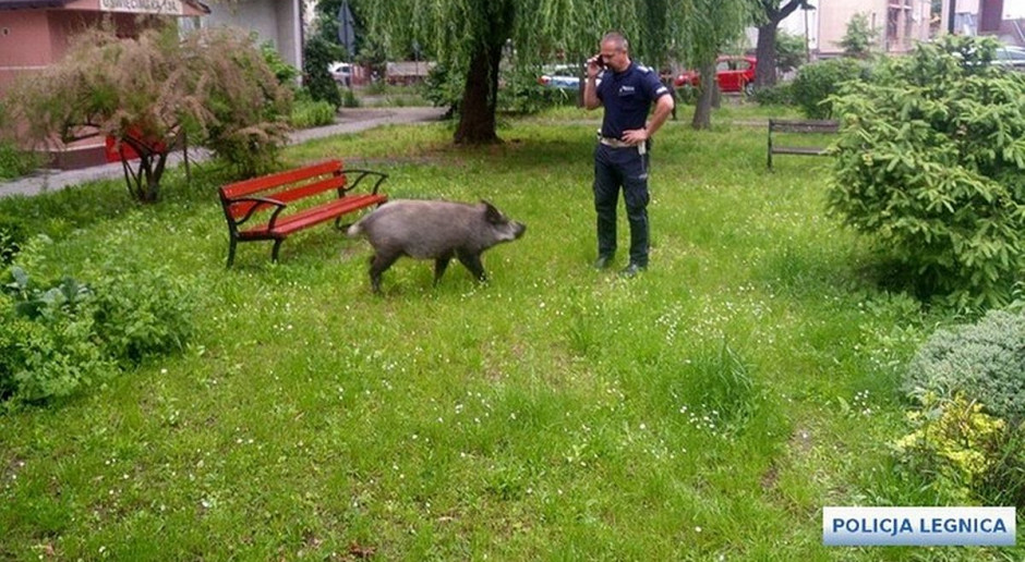 Dzik zjadł dzieciom podwieczorek na legnickim osiedlu, Foto: KMP Legnica Dzik zeżarł dzieciom pierogi. A to świnia!