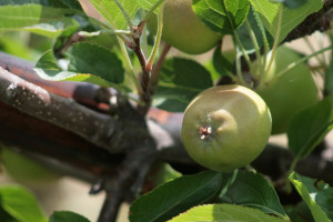 Zagrożona produkcja jabłek i gruszek w UE?