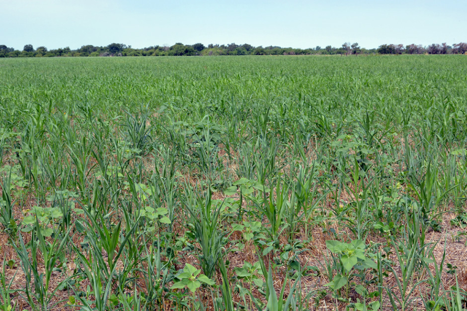 Kansas: No-till sposobem na poprawę produktywności gleby