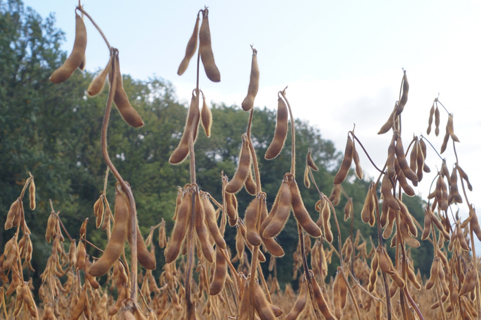 USDA: Wrześniowa prognoza światowej produkcji soi wynosi 252.06 mln ton; Fot.pixabay.com