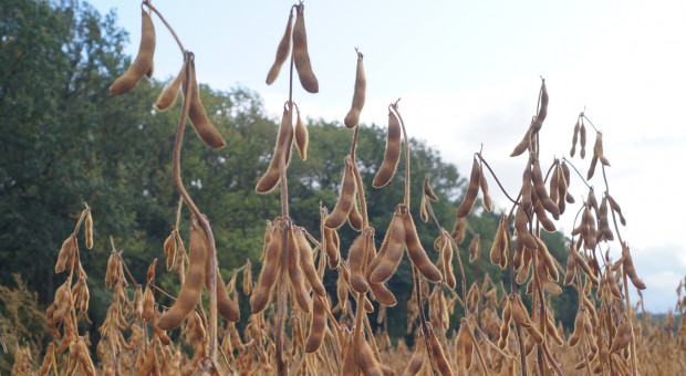 USDA: Prognoza dla światowego rynku nasion oleistych