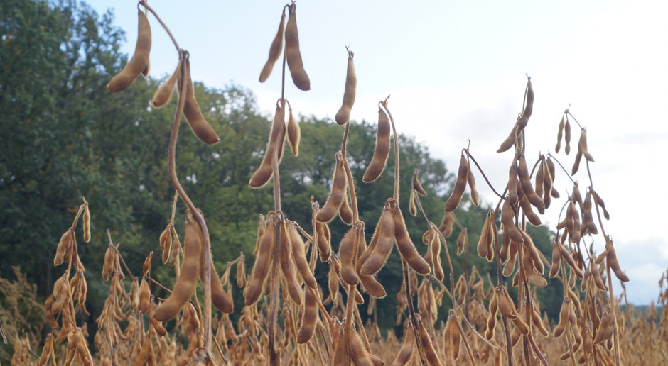 USDA: Wrześniowa prognoza światowej produkcji soi wynosi 252.06 mln ton; Fot.pixabay.com USDA: Prognoza dla światowego rynku nasion oleistych