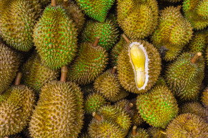 Malezja: w wyniku pandemii zmienia się kultura jedzenia durianów
