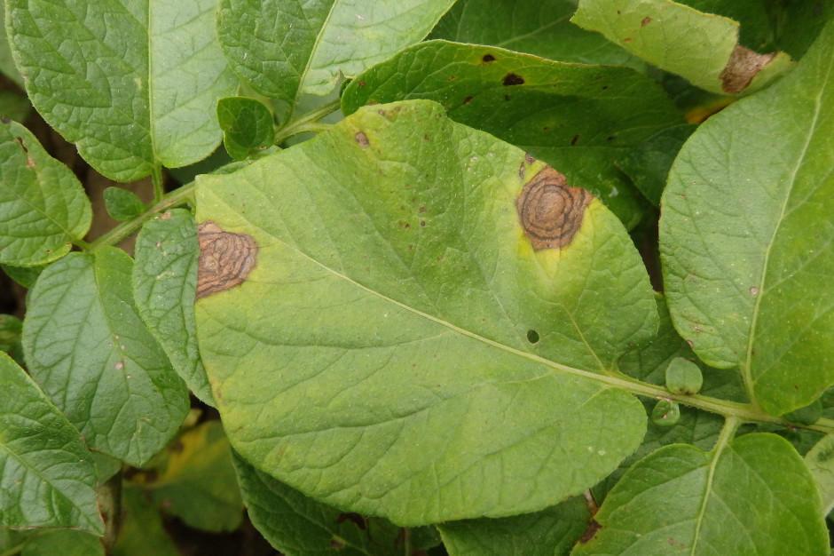 Objawy suchej plamistości liści, której sprawcą jest grzyb Alternaria solani