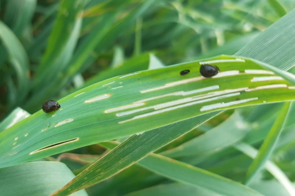 Delikatne liście zbóż jarych wabią chrząszcze skrzypionki, które ze zbóż ozimych masowo na nie przelatują. Fot. A. Kobus